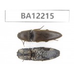 Elateridae sp. China, Guizhou, Qiandongnan area, Mt.Leigongshan. 2Pcs. BA12215.