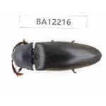 Elateridae sp. China, Guizhou, Qiandongnan area, Mt.Leigongshan. 1Pcs. BA12216.