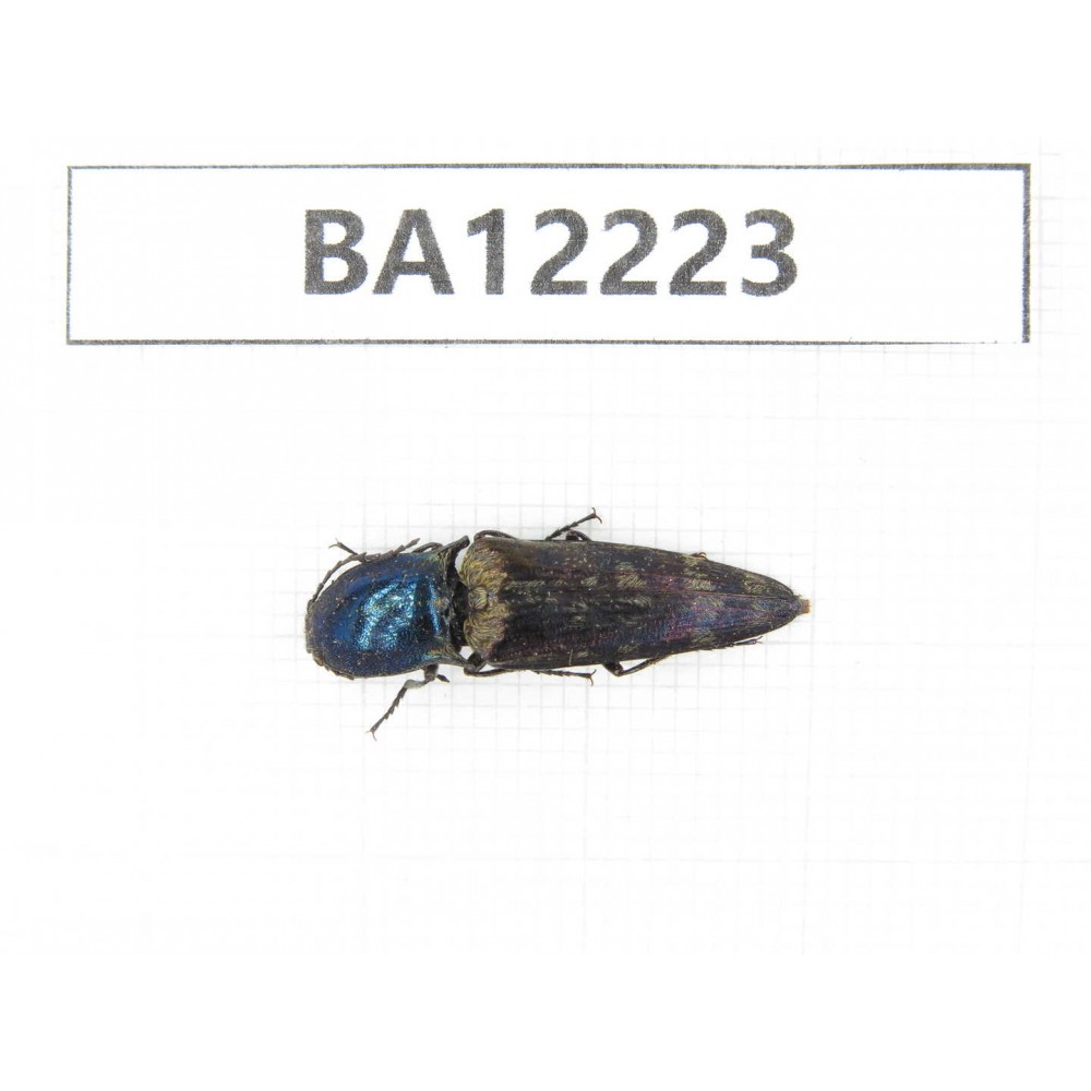 Elateridae sp. China, Guizhou, Qiandongnan area, Mt.Leigongshan. 1Pcs. BA12223.