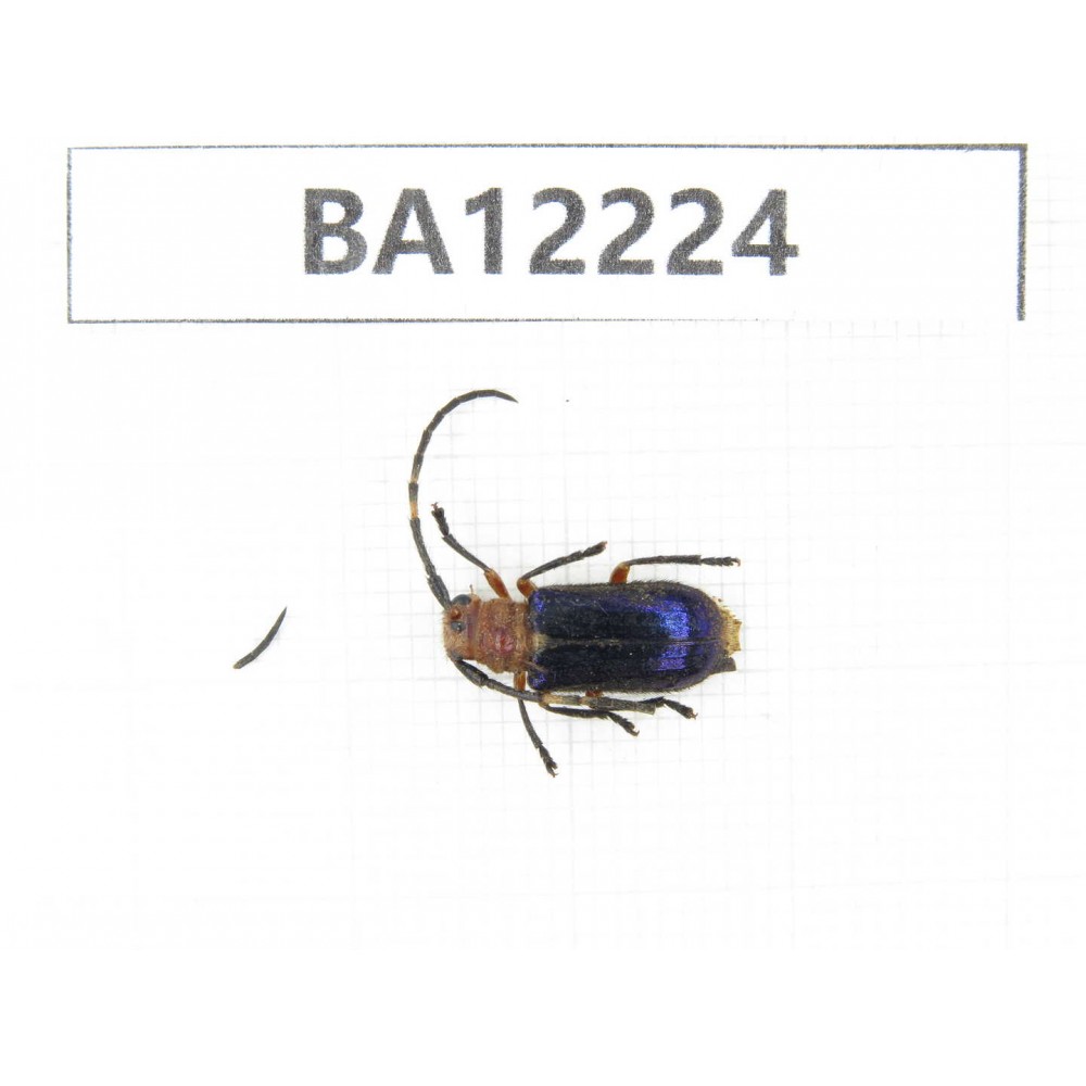 Cerambycidae sp. China, Guizhou, Qiandongnan area, Mt.Leigongshan. 1Pcs. BA12224.