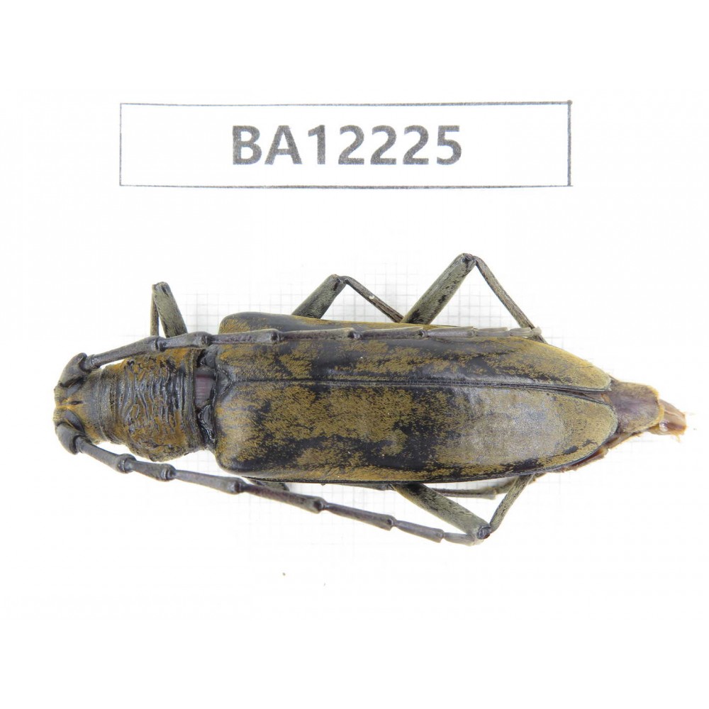 Cerambycidae sp. China, Guizhou, Qiandongnan area, Mt.Leigongshan. 1F. BA12225.