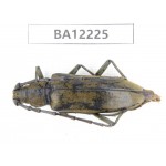 Cerambycidae sp. China, Guizhou, Qiandongnan area, Mt.Leigongshan. 1F. BA12225.