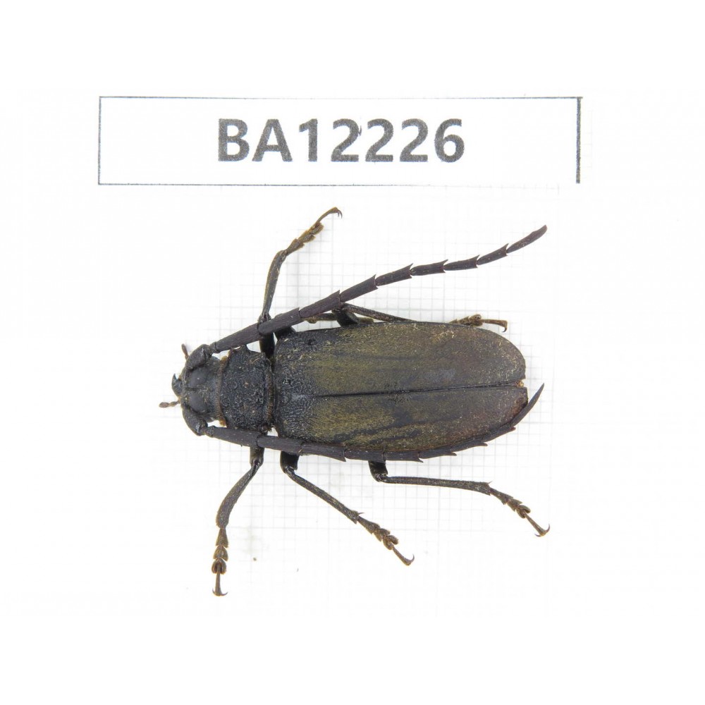 Cerambycidae sp. China, Guizhou, Qiandongnan area, Mt.Leigongshan. 1Pcs. BA12226.