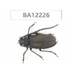 Cerambycidae sp. China, Guizhou, Qiandongnan area, Mt.Leigongshan. 1Pcs. BA12226.