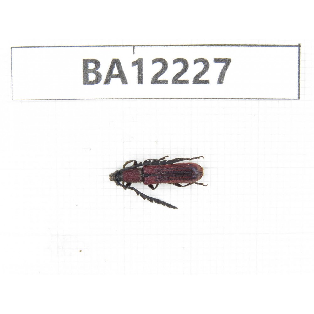 Cerambycidae sp. China, Guizhou, Qiandongnan area, Mt.Leigongshan. 1Pcs. BA12227.