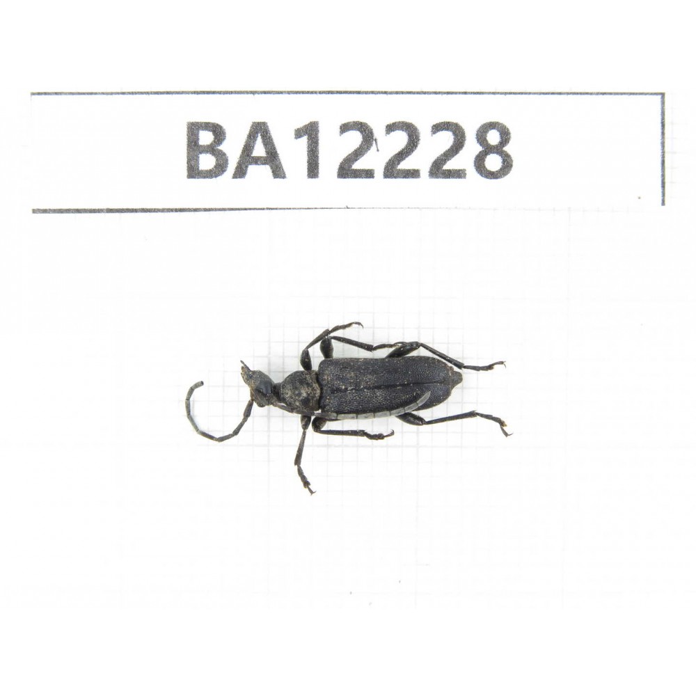 Cerambycidae sp. China, Guizhou, Qiandongnan area, Mt.Leigongshan. 1Pcs. BA12228.