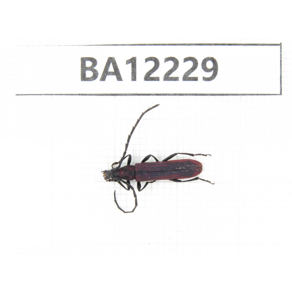 Cerambycidae sp. China, Guizhou, Qiandongnan area, Mt.Leigongshan. 1Pcs. BA12229.