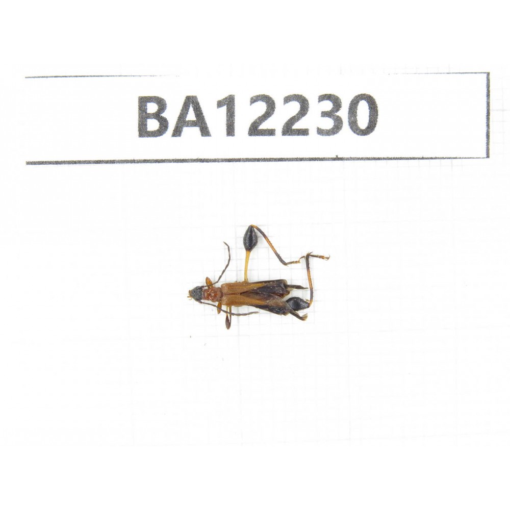 Cerambycidae sp. China, Guizhou, Qiandongnan area, Mt.Leigongshan. 1Pcs. BA12230.