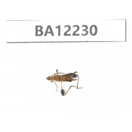 Cerambycidae sp. China, Guizhou, Qiandongnan area, Mt.Leigongshan. 1Pcs. BA12230.