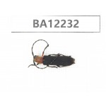 Cerambycidae sp. China, Guizhou, Qiandongnan area, Mt.Leigongshan. 1Pcs. BA12232.