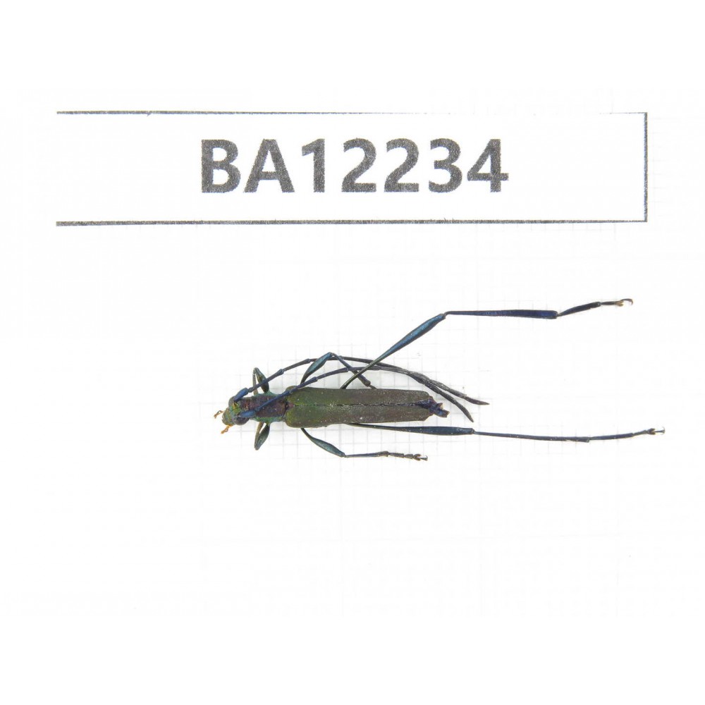 Cerambycidae sp. China, Guizhou, Qiandongnan area, Mt.Leigongshan. 1Pcs. BA12234.