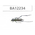 Cerambycidae sp. China, Guizhou, Qiandongnan area, Mt.Leigongshan. 1Pcs. BA12234.