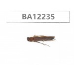 Cerambycidae sp. China, Guizhou, Qiandongnan area, Mt.Leigongshan. 1Pcs. BA12235.