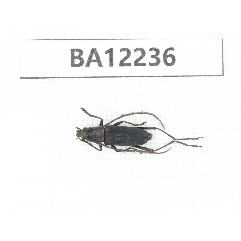 Cerambycidae sp. China, Guizhou, Qiandongnan area, Mt.Leigongshan. 1Pcs. BA12236.