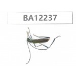 Cerambycidae sp. China, Guizhou, Qiandongnan area, Mt.Leigongshan. 1Pcs. BA12237.
