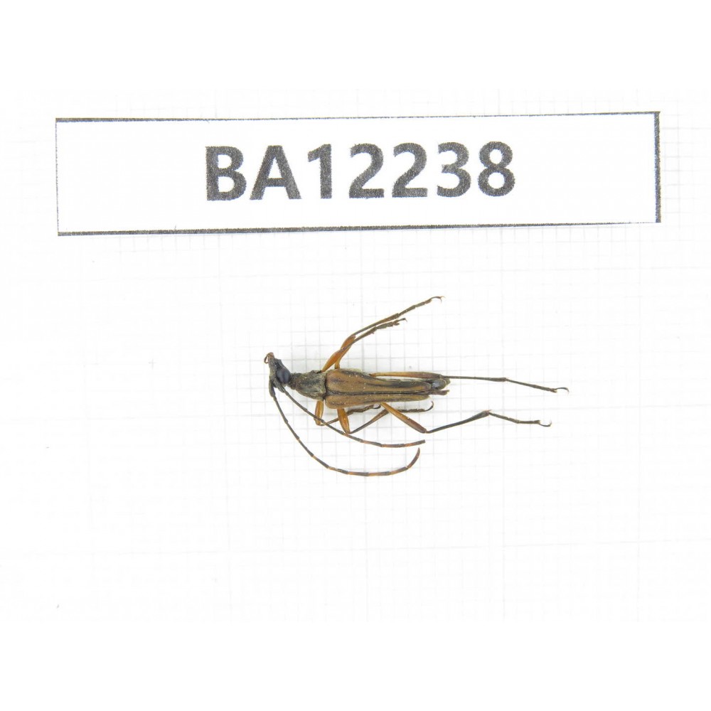 Cerambycidae sp. China, Guizhou, Qiandongnan area, Mt.Leigongshan. 1Pcs. BA12238.