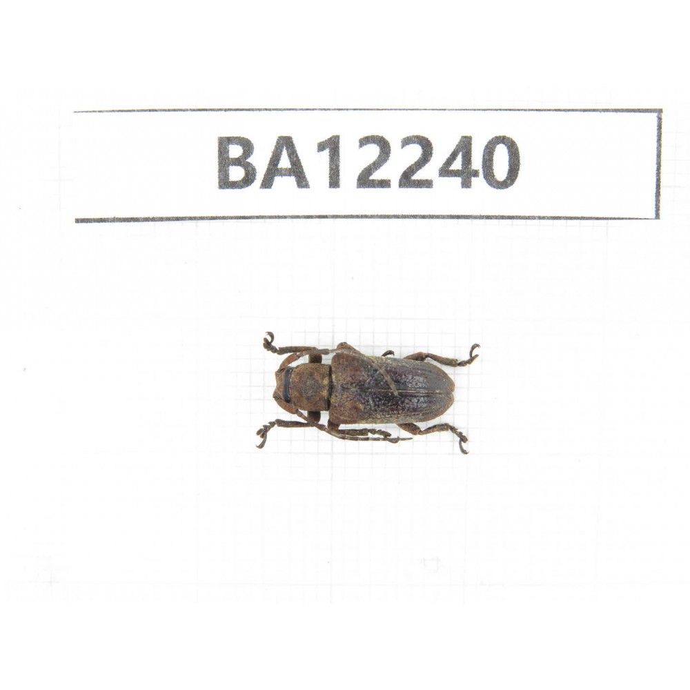 Cerambycidae sp. China, Guizhou, Qiandongnan area, Mt.Leigongshan. 1Pcs. BA12240.