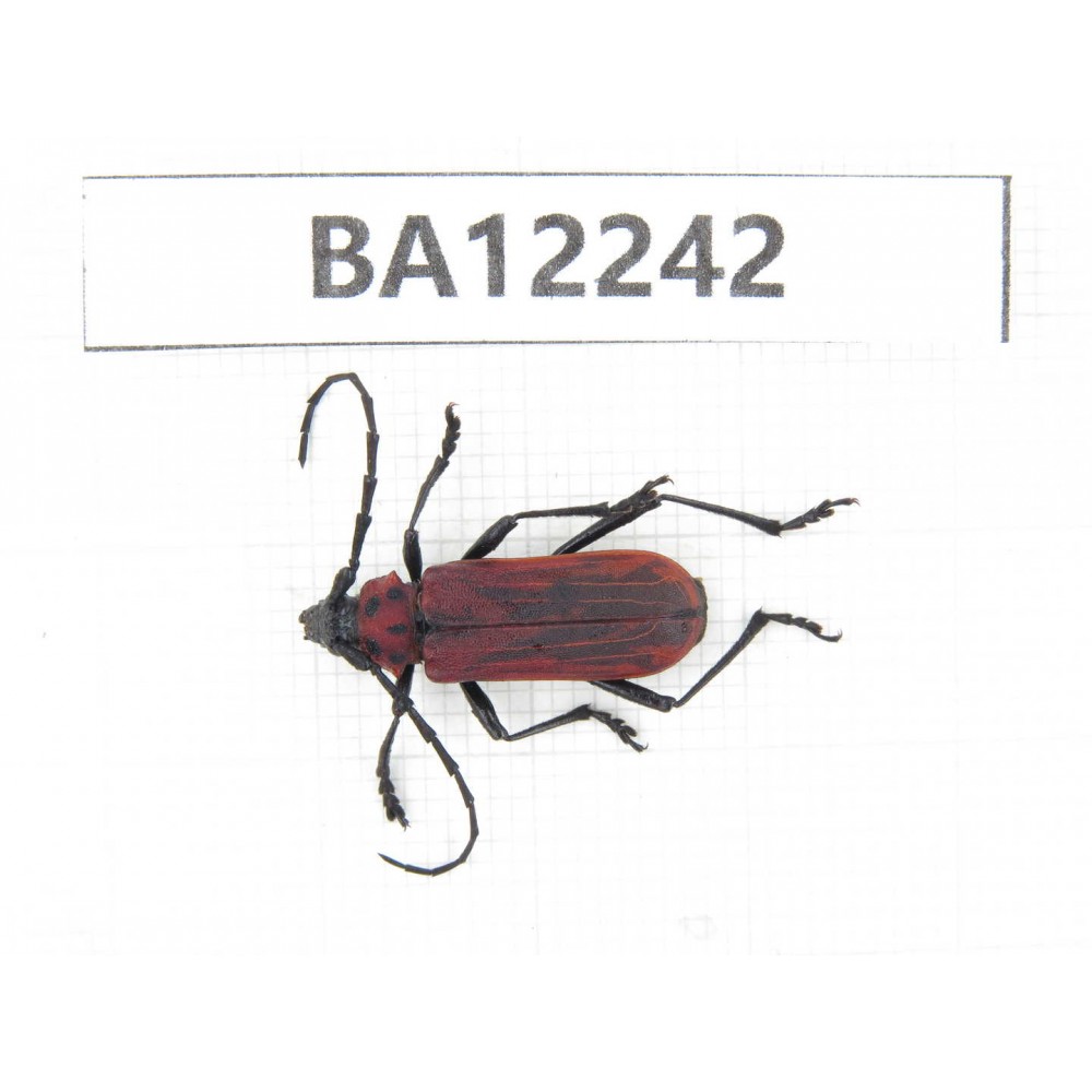 Cerambycidae sp. China, Guizhou, Qiandongnan area, Mt.Leigongshan. 1Pcs. BA12242.