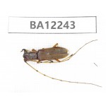Cerambycidae sp. China, Guizhou, Qiandongnan area, Mt.Leigongshan. 1Pcs. BA12243.