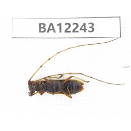 Cerambycidae sp. China, Guizhou, Qiandongnan area, Mt.Leigongshan. 1Pcs. BA12243.