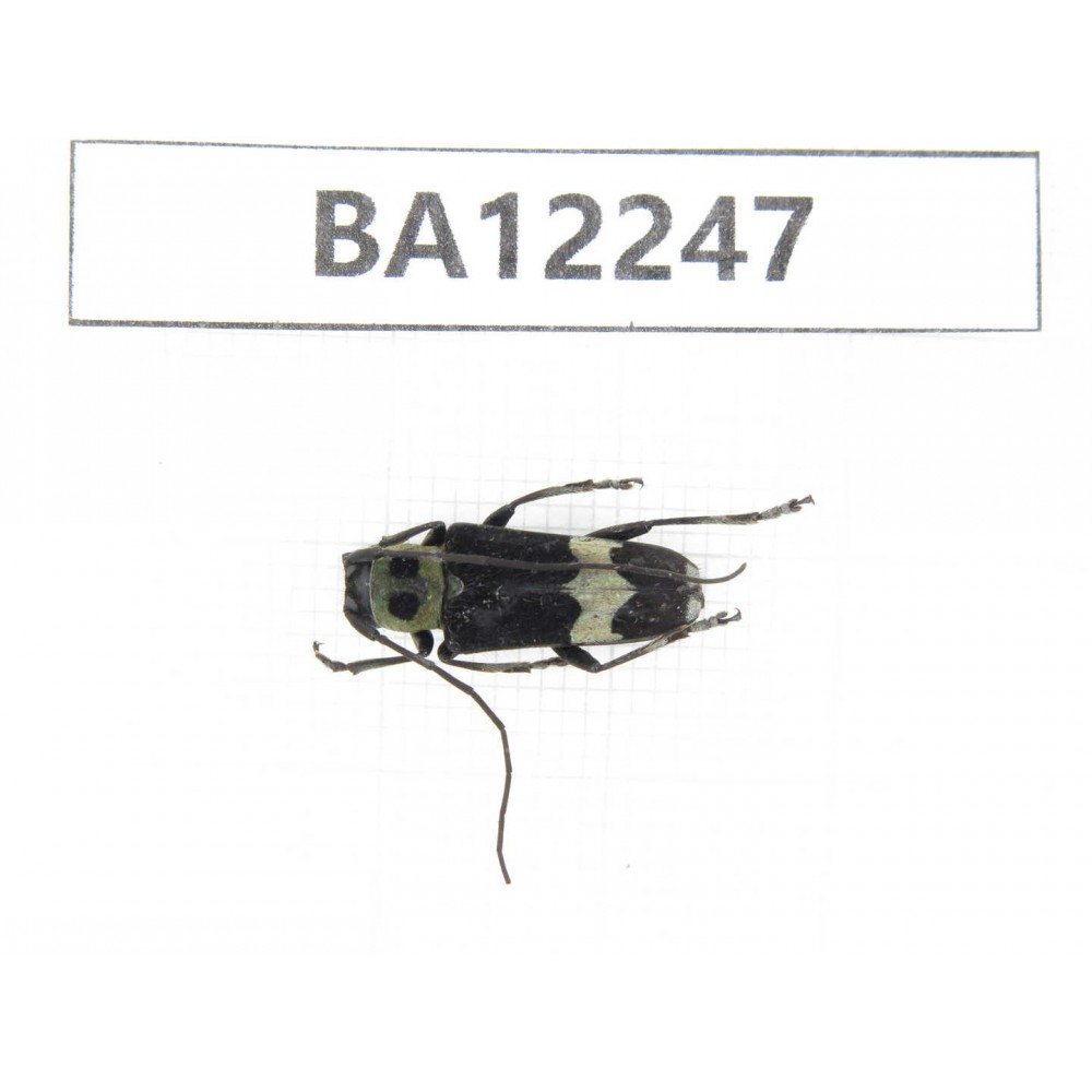 Cerambycidae sp. China, Guizhou, Qiandongnan area, Mt.Leigongshan. 1Pcs. BA12247.