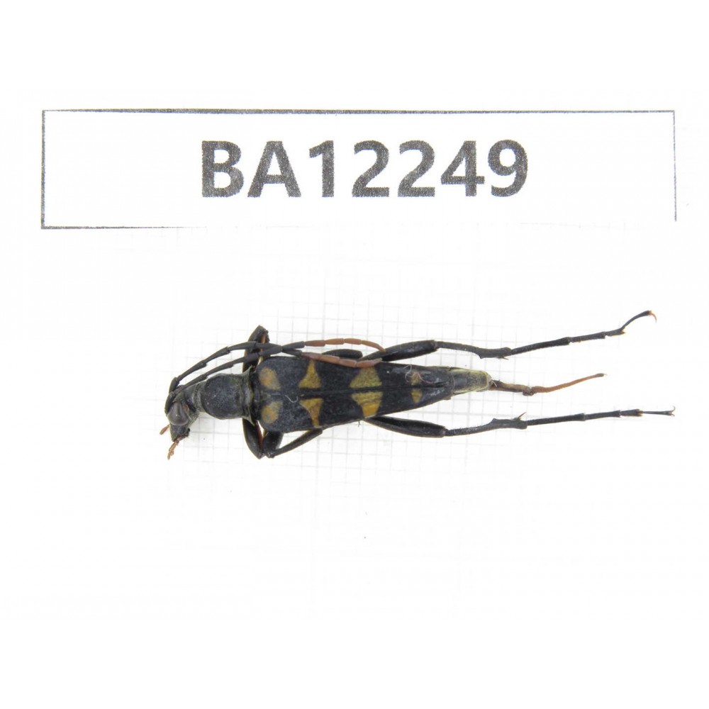 Cerambycidae sp. China, Guizhou, Qiandongnan area, Mt.Leigongshan. 1Pcs. BA12249.