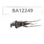 Cerambycidae sp. China, Guizhou, Qiandongnan area, Mt.Leigongshan. 1Pcs. BA12249.