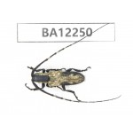 Cerambycidae sp. China, Guizhou, Qiandongnan area, Mt.Leigongshan. 1Pcs. BA12250.