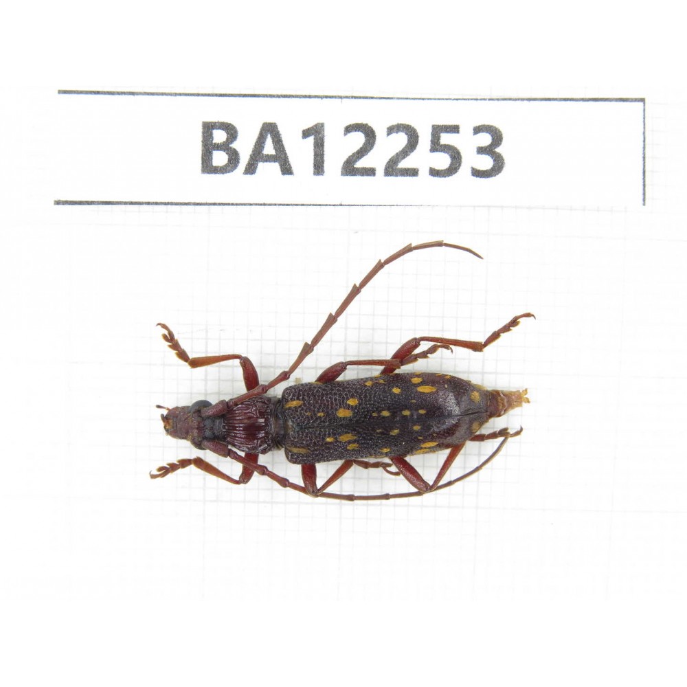 Cerambycidae sp. China, Guizhou, Qiandongnan area, Mt.Leigongshan. 1Pcs. BA12253.