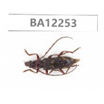 Cerambycidae sp. China, Guizhou, Qiandongnan area, Mt.Leigongshan. 1Pcs. BA12253.