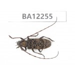 Cerambycidae sp. China, Guizhou, Qiandongnan area, Mt.Leigongshan. 1Pcs. BA12255.