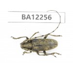 Cerambycidae sp. China, Guizhou, Qiandongnan area, Mt.Leigongshan. 1Pcs. BA12256.