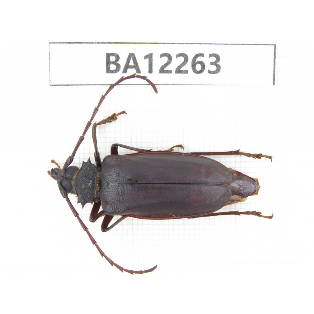Cerambycidae sp. China, Guizhou, Qiandongnan area, Mt.Leigongshan. 1F. BA12263.