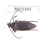 Cerambycidae sp. China, Guizhou, Qiandongnan area, Mt.Leigongshan. 1F. BA12263.