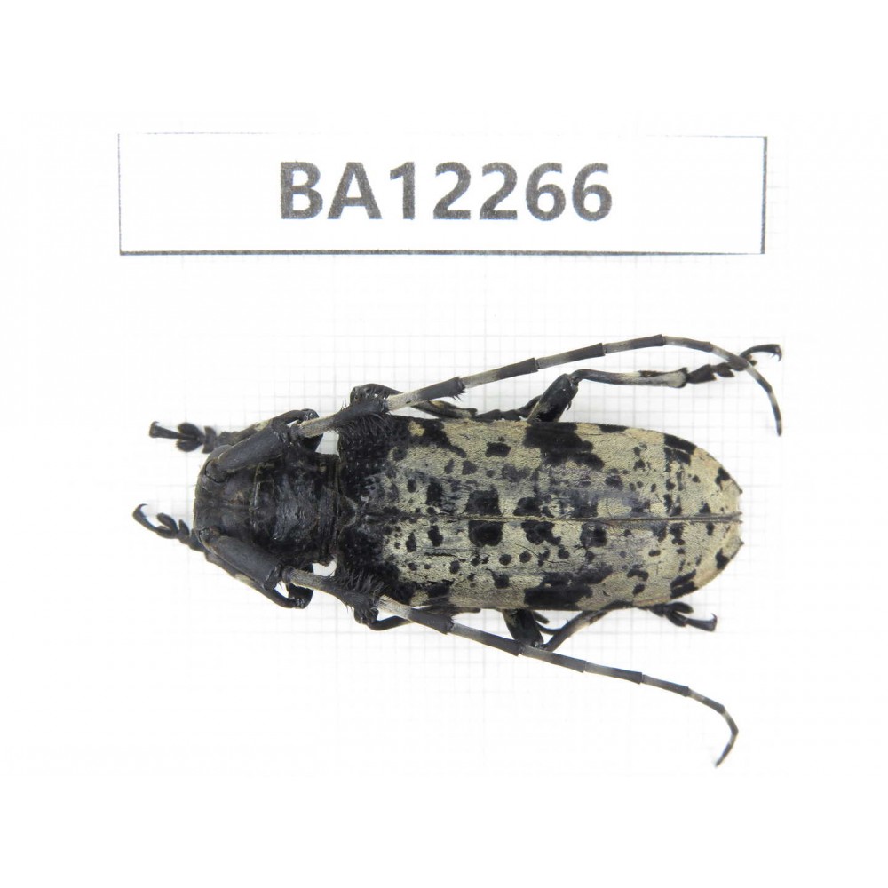 Cerambycidae sp. China, Guizhou, Qiandongnan area, Mt.Leigongshan. 1Pcs. BA12266.