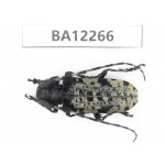 Cerambycidae sp. China, Guizhou, Qiandongnan area, Mt.Leigongshan. 1Pcs. BA12266.