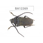 Cerambycidae sp. China, Guizhou, Qiandongnan area, Mt.Leigongshan. 1Pcs. BA12269.