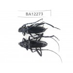 Cerambycidae sp. China, Guizhou, Qiandongnan area, Mt.Leigongshan. 1P. BA12273.