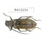 Cerambycidae sp. China, Guizhou, Qiandongnan area, Mt.Leigongshan. 1Pcs. BA12274.