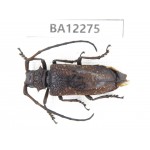 Cerambycidae sp. China, Guizhou, Qiandongnan area, Mt.Leigongshan. 1Pcs. BA12275.