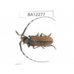 Cerambycidae sp. China, Guizhou, Qiandongnan area, Mt.Leigongshan. 1Pcs. BA12277.