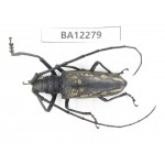 Cerambycidae sp. China, Guizhou, Qiandongnan area, Mt.Leigongshan. 1Pcs. BA12279.