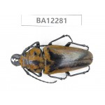 Trictenotomidae sp. China, Guizhou, Qiandongnan, Mt.Leigongshan. 1Pcs. BA12281.