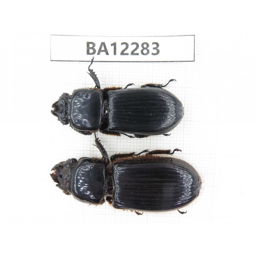 Passalidae sp. China, Guizhou, Qiandongnan area, Mt.Leigongshan. 2Pcs. BA12283.