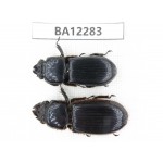 Passalidae sp. China, Guizhou, Qiandongnan area, Mt.Leigongshan. 2Pcs. BA12283.