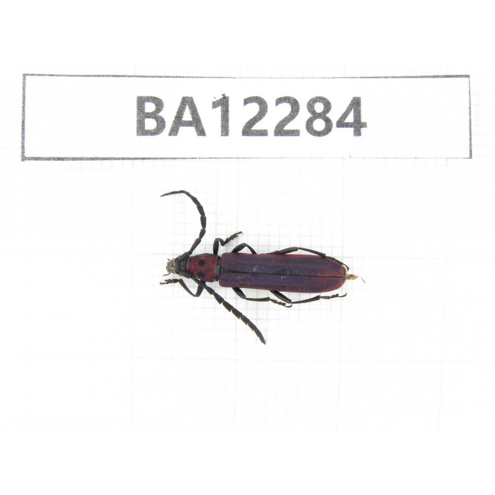 Cerambycidae sp. China, Guizhou, Qiandongnan area, Mt.Leigongshan. 1Pcs. BA12284.