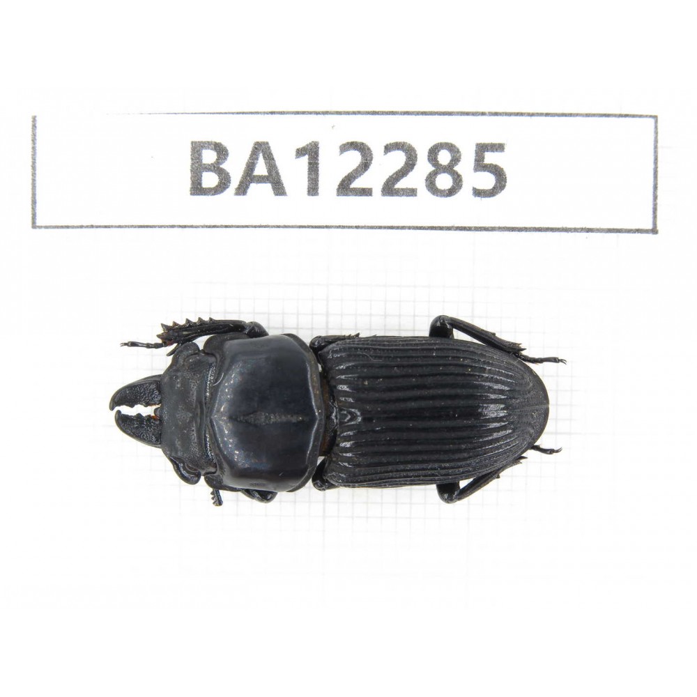 Nigidius sp. China, Guizhou, Qiandongnan area, Mt.Leigongshan.1M. BA12285.
