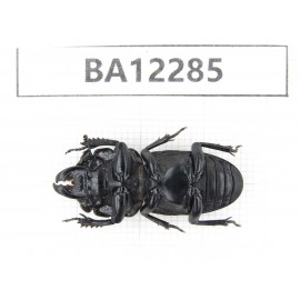 Nigidius sp. China, Guizhou, Qiandongnan area, Mt.Leigongshan.1M. BA12285.