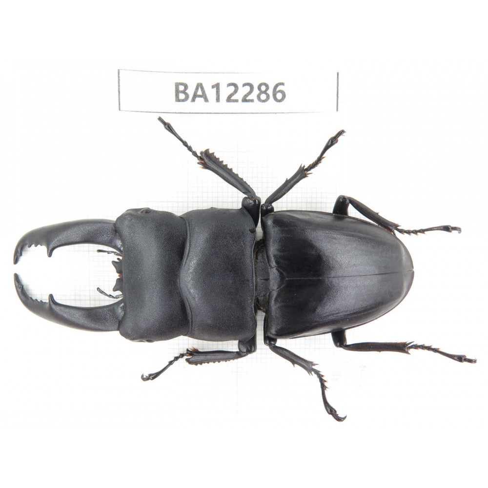 Dorcus titanus ssp. China, Guizhou, Qiandongnan area, Mt.Leigongshan.1M. BA12286.