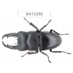 Dorcus titanus ssp. China, Guizhou, Qiandongnan area, Mt.Leigongshan.1M. BA12286.